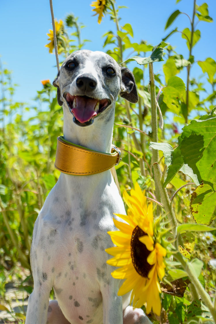 METALLIC & MOTIVLEDER- Stylische, schimmernde Metallic- und Motivlederhalsbänder für Hunde