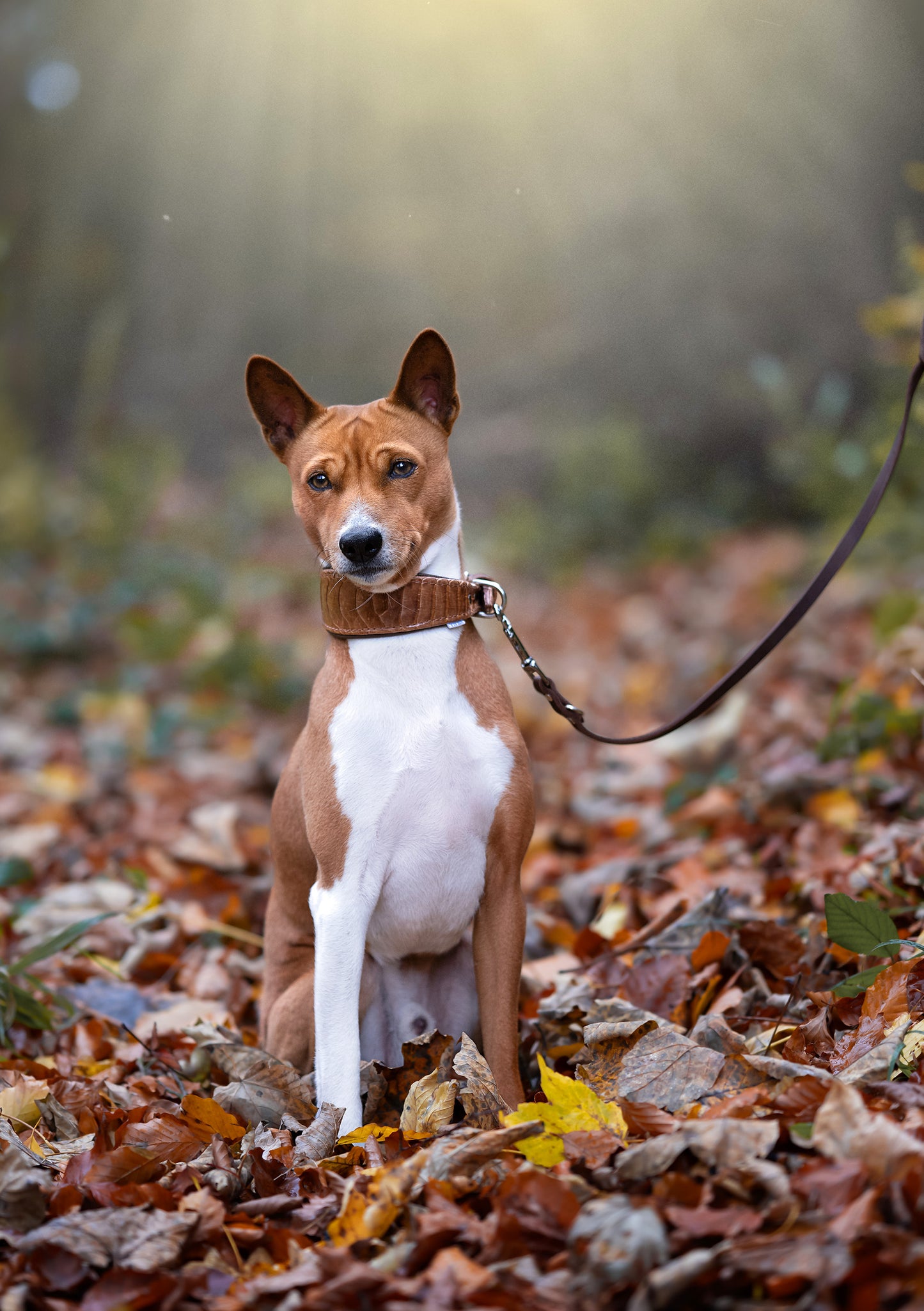 Handgefertigtes Straußenbeinleder- Halsband am Basenji, langlebiges und elegantes Lederdesign