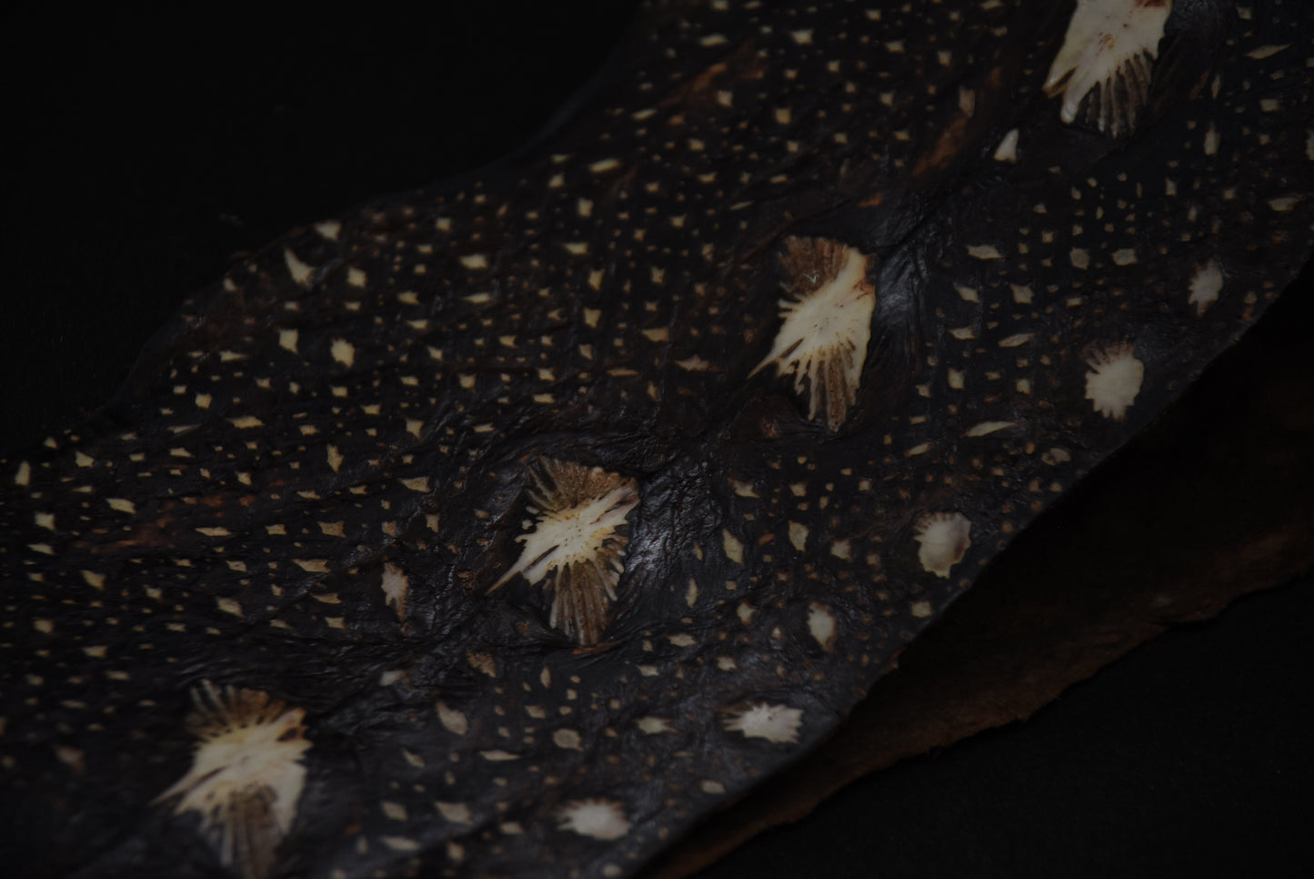 STÖRLEDER Halsband・exklusiv・Einzigartiges Windhundhalsband aus Störleder