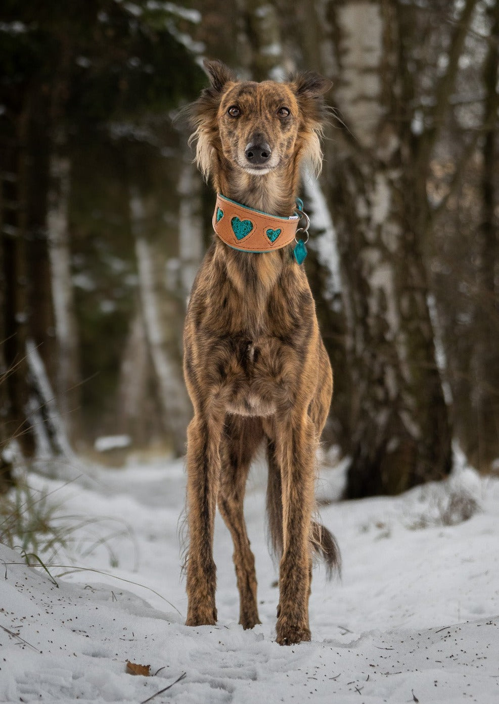 I WOOF YOU Windhundhalsband ♥ Handgefertigtes Geschirrleder Halsband mit ausgestanzten Herzen