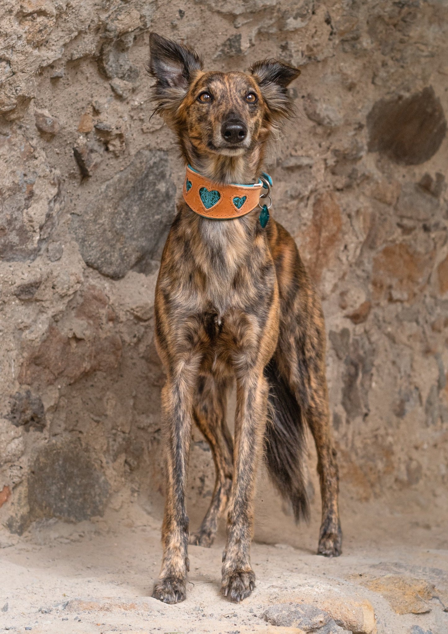 I WOOF YOU Windhundhalsband ♥ Handgefertigtes Geschirrleder Halsband mit ausgestanzten Herzen