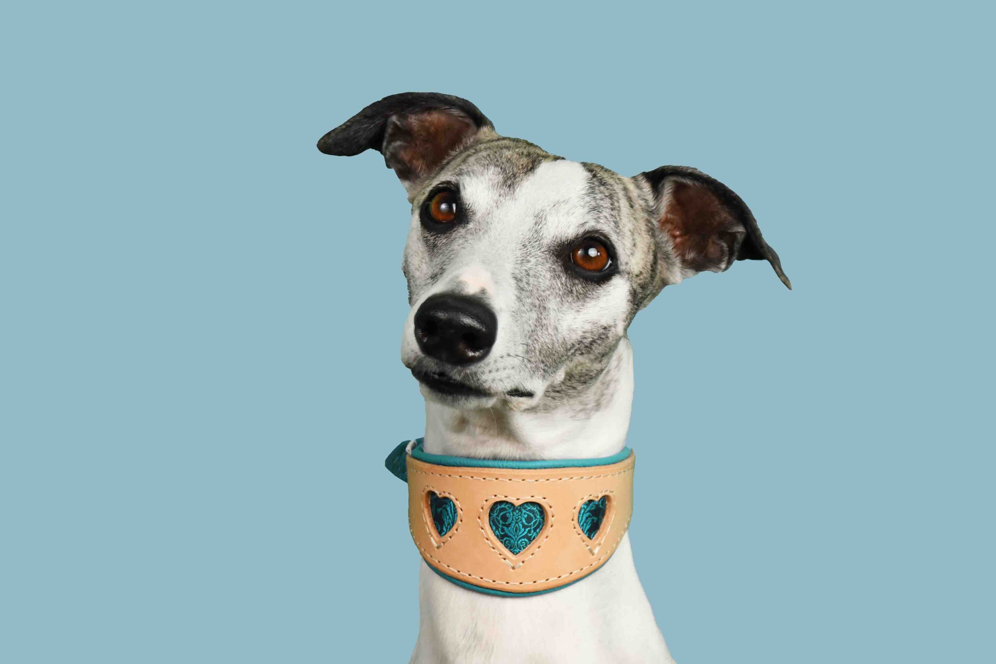Whippet mit handgefertigtem Windhundhalsband aus Geschirrleder mit ausgestanzten Herzen und Bio-Nappaleder in Beige und Türkis mit Herz-Ausschnitten vor taubenblauem Hintergrund – exklusives Windhund-Zubehör für stilvolle Spaziergänge