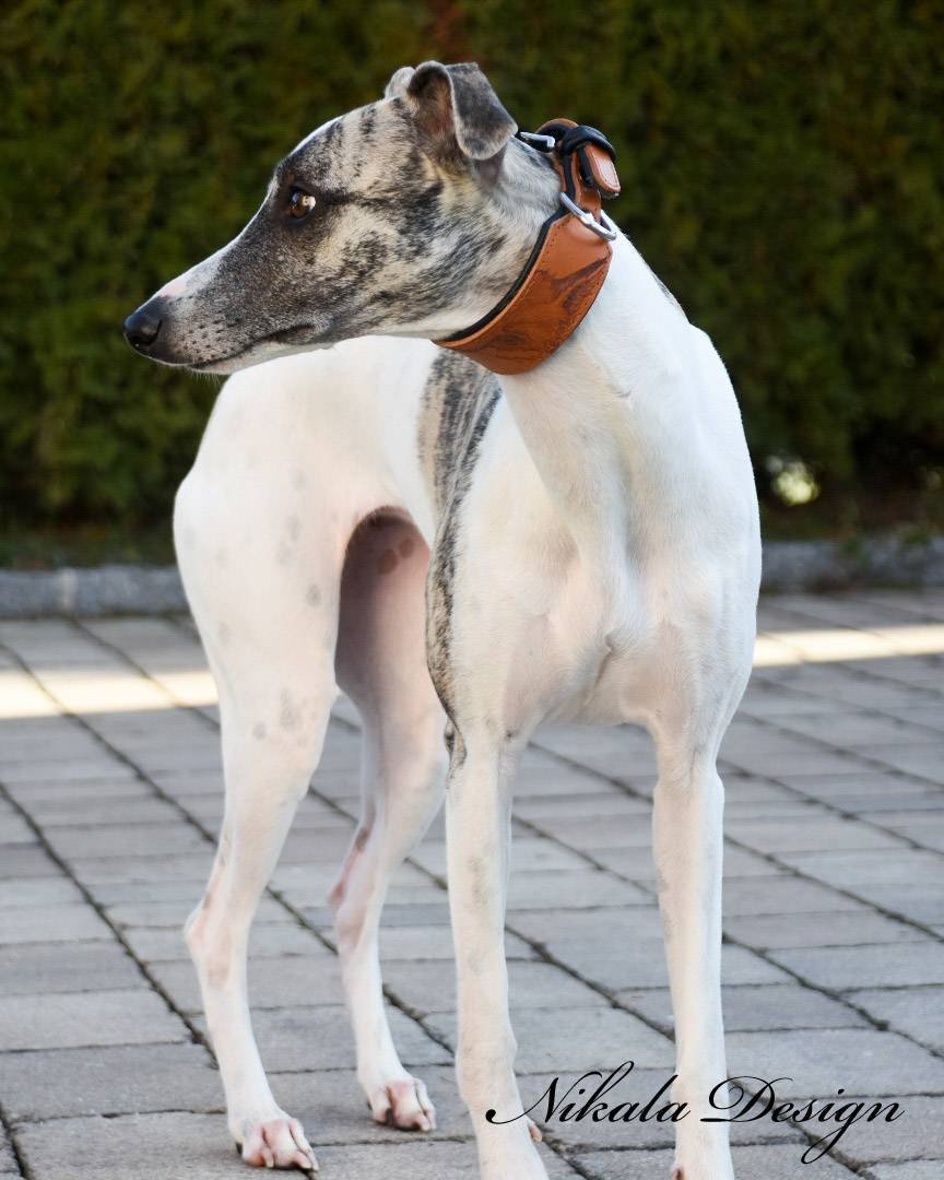 BRANDING Hundehalsband 𝗸𝗼𝗻𝗳𝗶𝗴𝘂𝗿𝗶𝗲𝗿𝗯𝗮𝗿 • Handgezeichnet