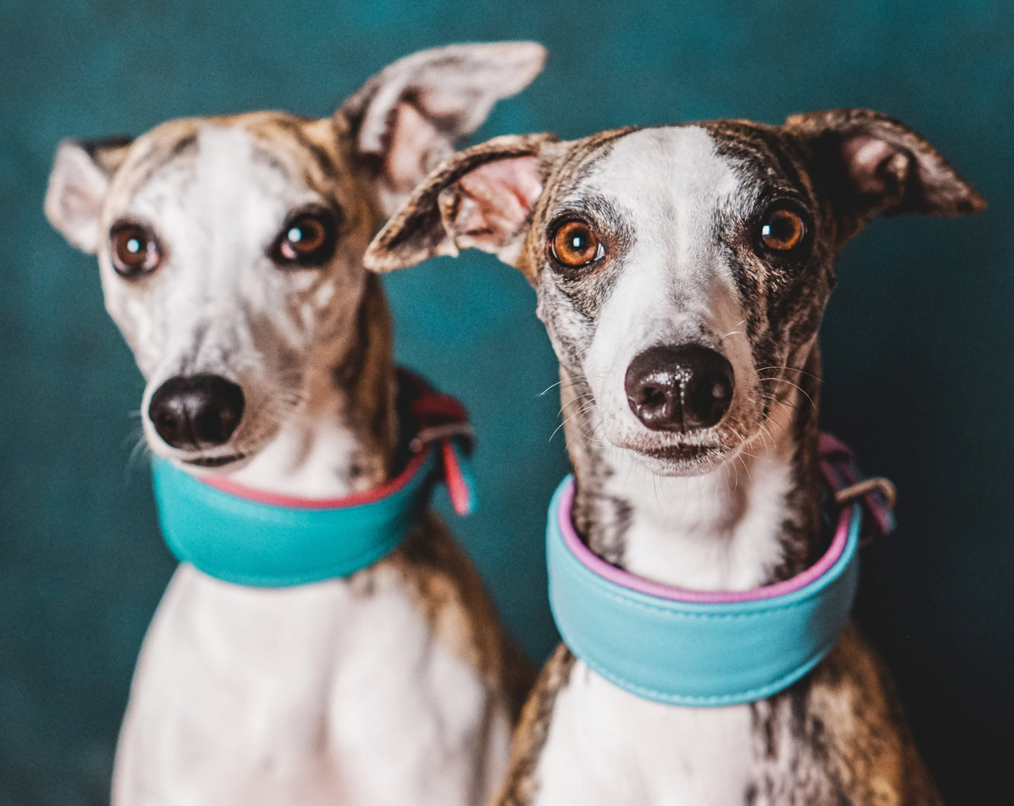 Whippets mit breiten und weichen Windhundhalsbändern klassisch um den Hals.