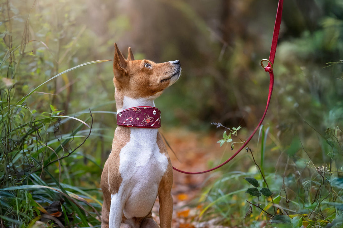 Basenji trägt das festliche Christmas Edition 2025 Halsband und Leine, umgeben von weihnachtlichen Accessoires