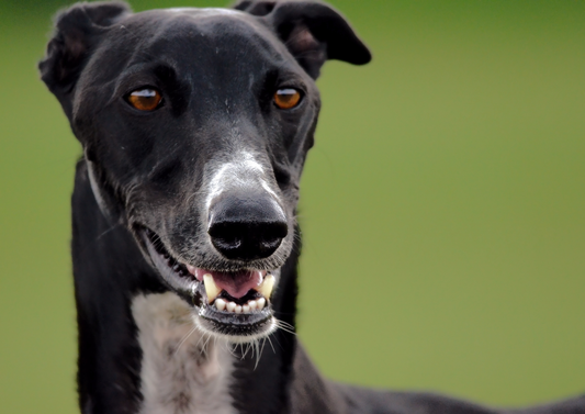 Galgo- welches Halsband ist das richtige?
