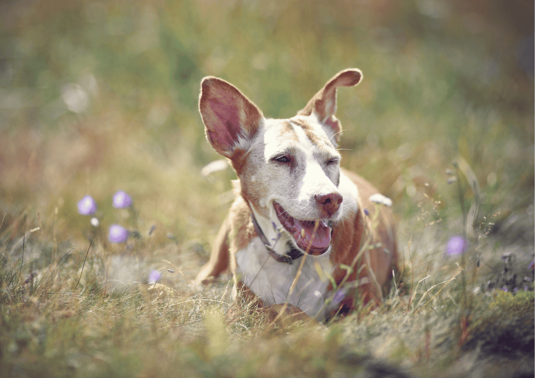 Hund hechelnd in der Sommerhitze