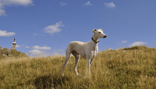 Windhund auf einem Waldweg bei einem Urlaub in der Natur