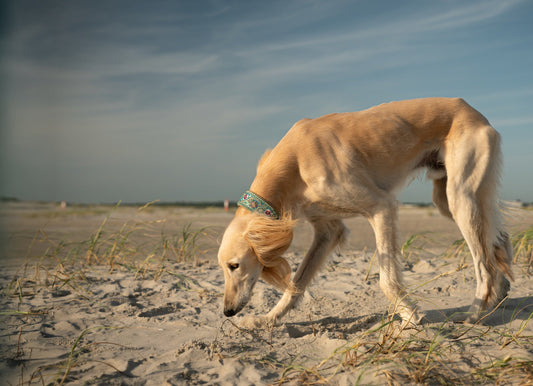 Individuelles Hundehalsband: Warum Persönlichkeit auch beim Zubehör zählt