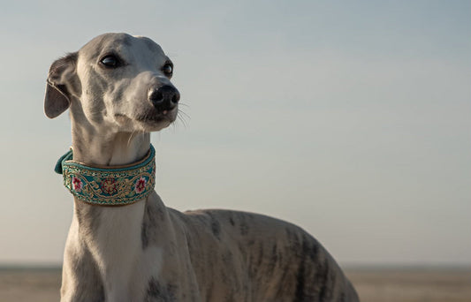 Wochenendtrip mit Hund: Packliste & Tipps für unterwegs