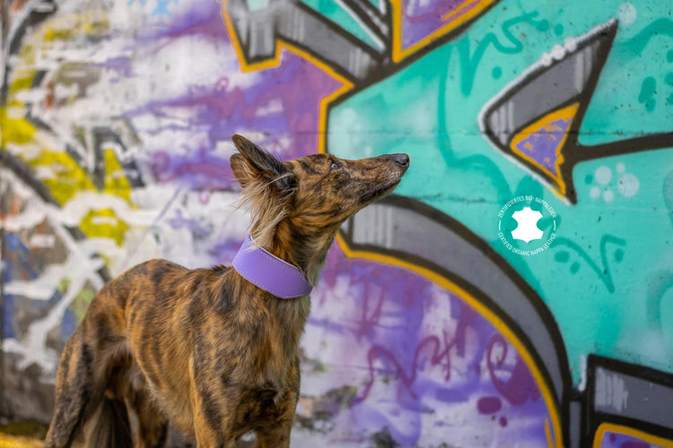 Silken Windsprite steht vor Graffiti Hintergrund und trägt ein Lederhalsband von Nikala Design