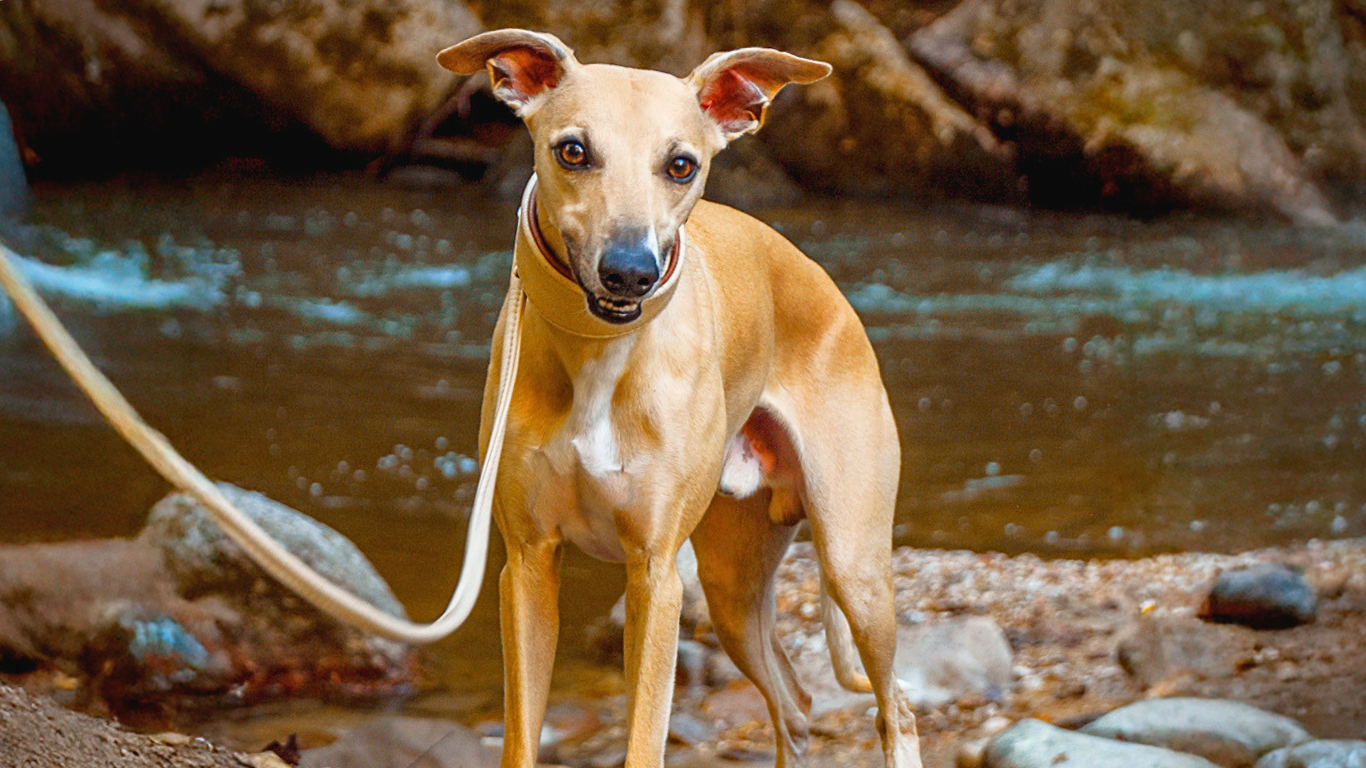 Whippet mit Lederhalsband und Lederleine in einem Wald
