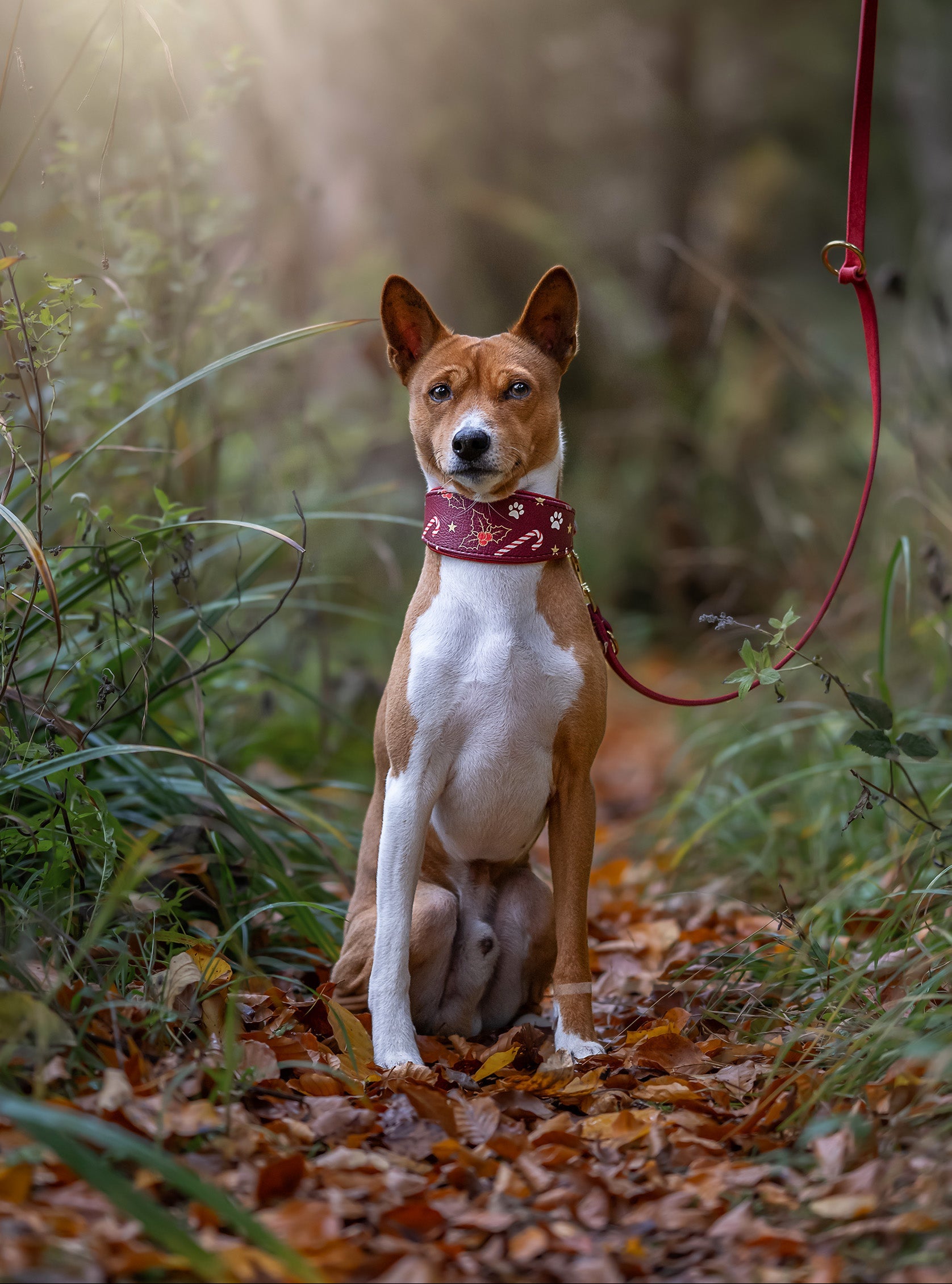 Basenji trägt Windhundhalsband aus der Weihnachtskollektion 2025 mit weinrotem Motivleder und passender roter Fettlederleine