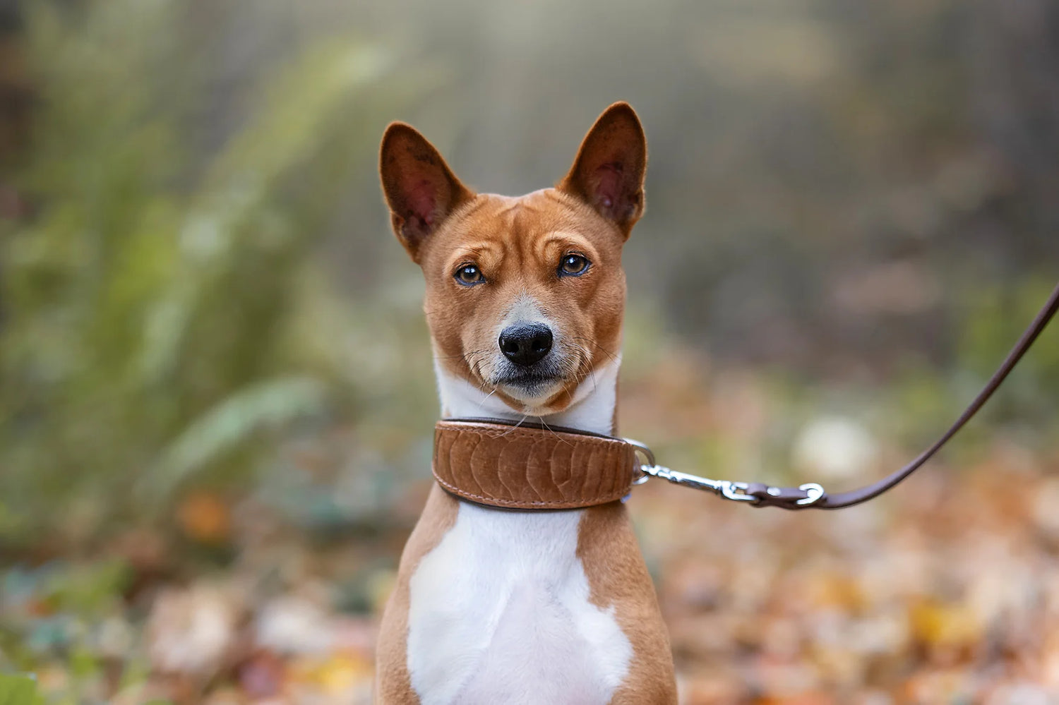 Basenji trägt ein edles Straußenbeinlederhalsband in Brauntönen