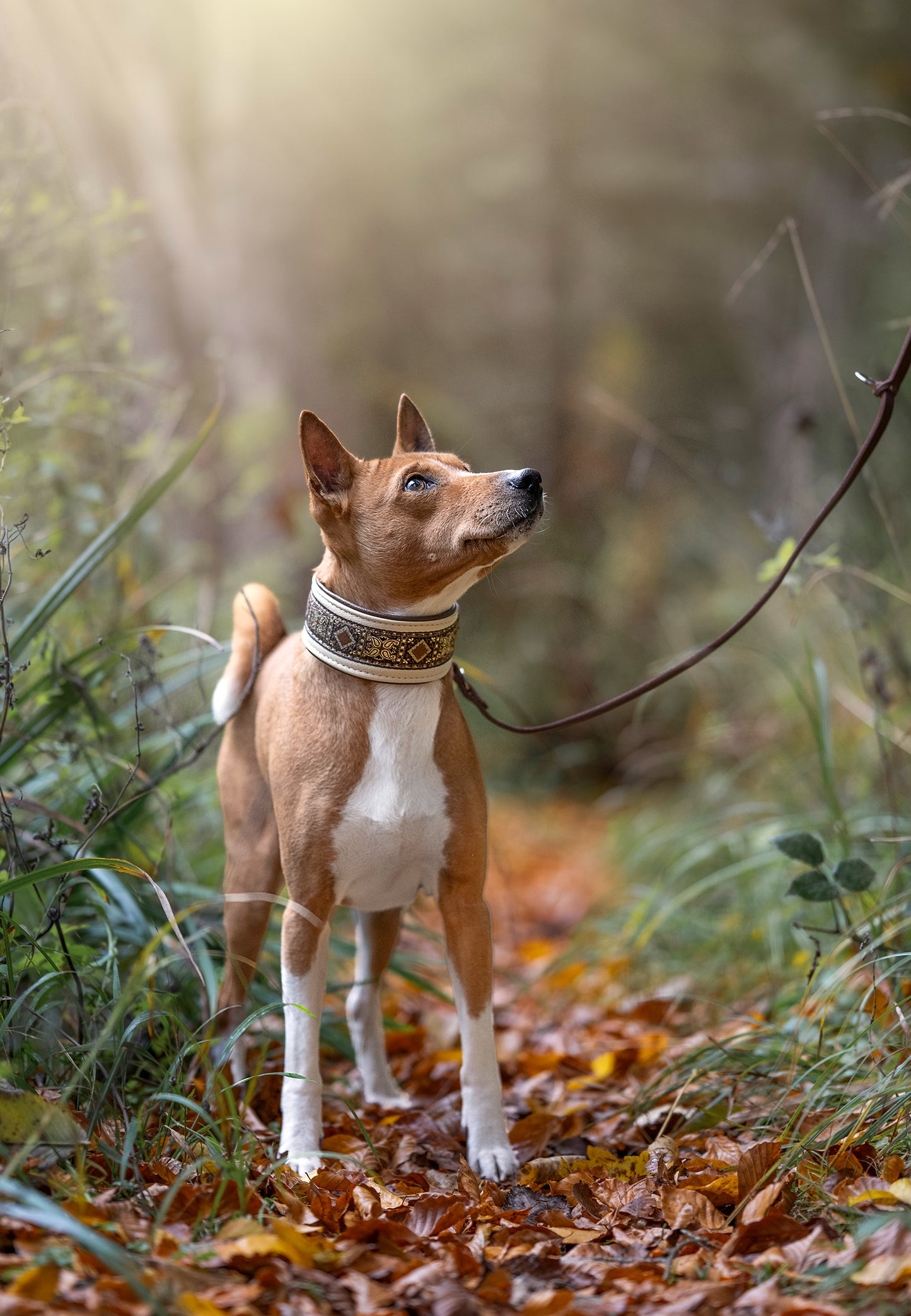 Elegantes Lederhalsband in braun und beige mit gemusterter Borte am Basenji, handgefertigt in Österreich