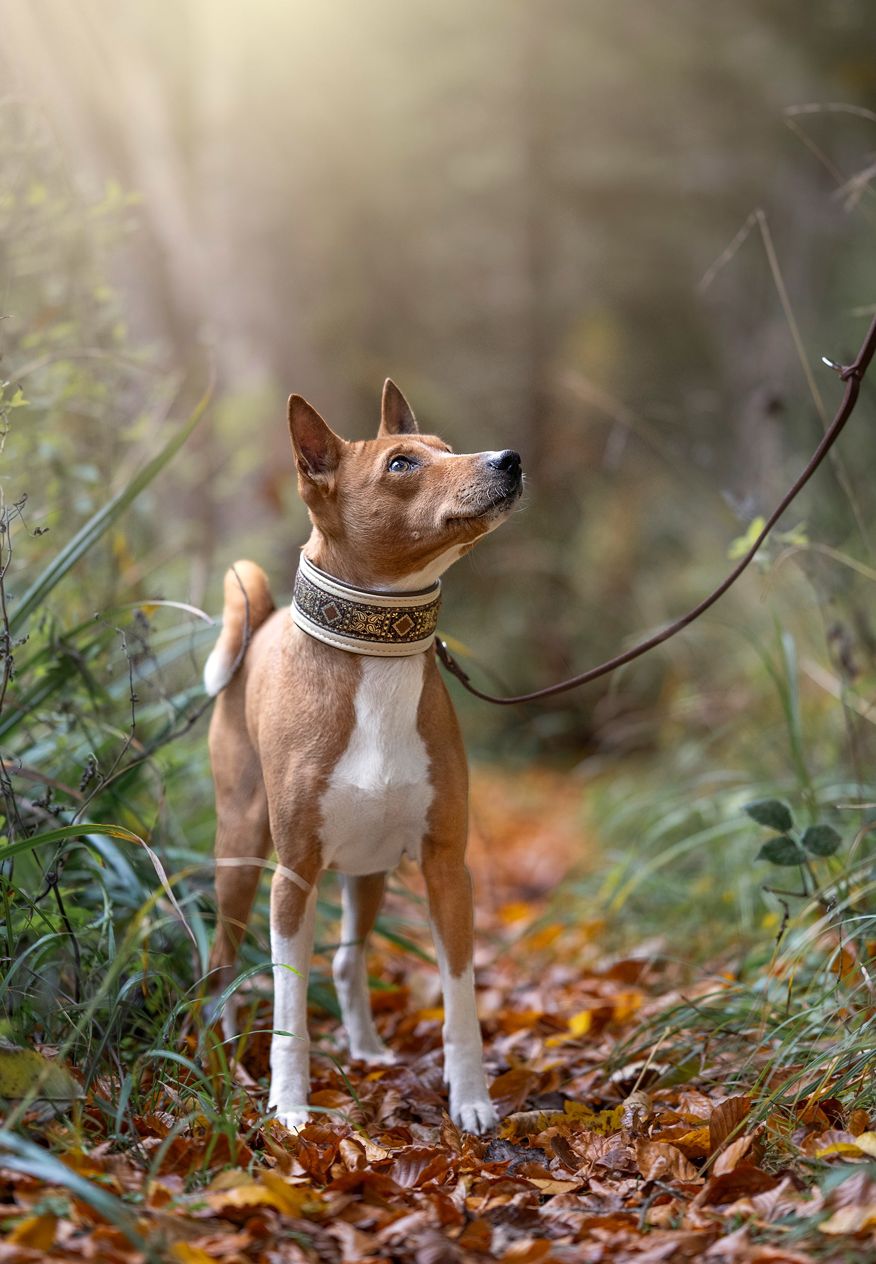 Elegantes Lederhalsband in braun und beige mit gemusterter Borte am Basenji, handgefertigt in Österreich