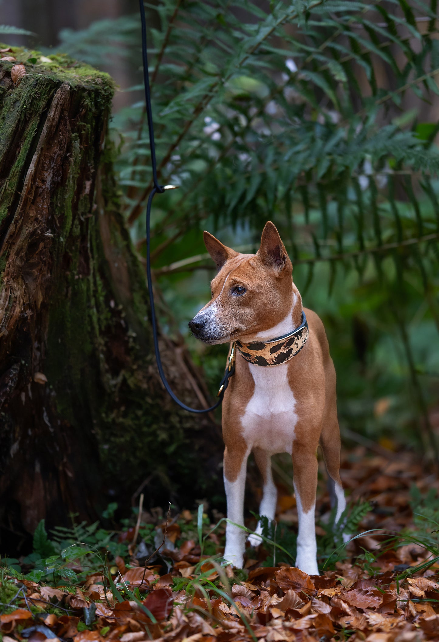 Robustes Leo Fettlederhalsband für Basenji, perfekt für Spaziergänge und Outdoor-Einsatz