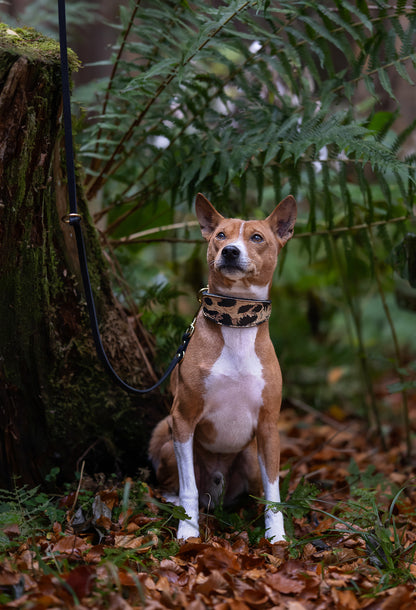 Windhund-Fettlederhalsband mit Leomuster am Basenji, weiches Leder für hohen Tragekomfort
