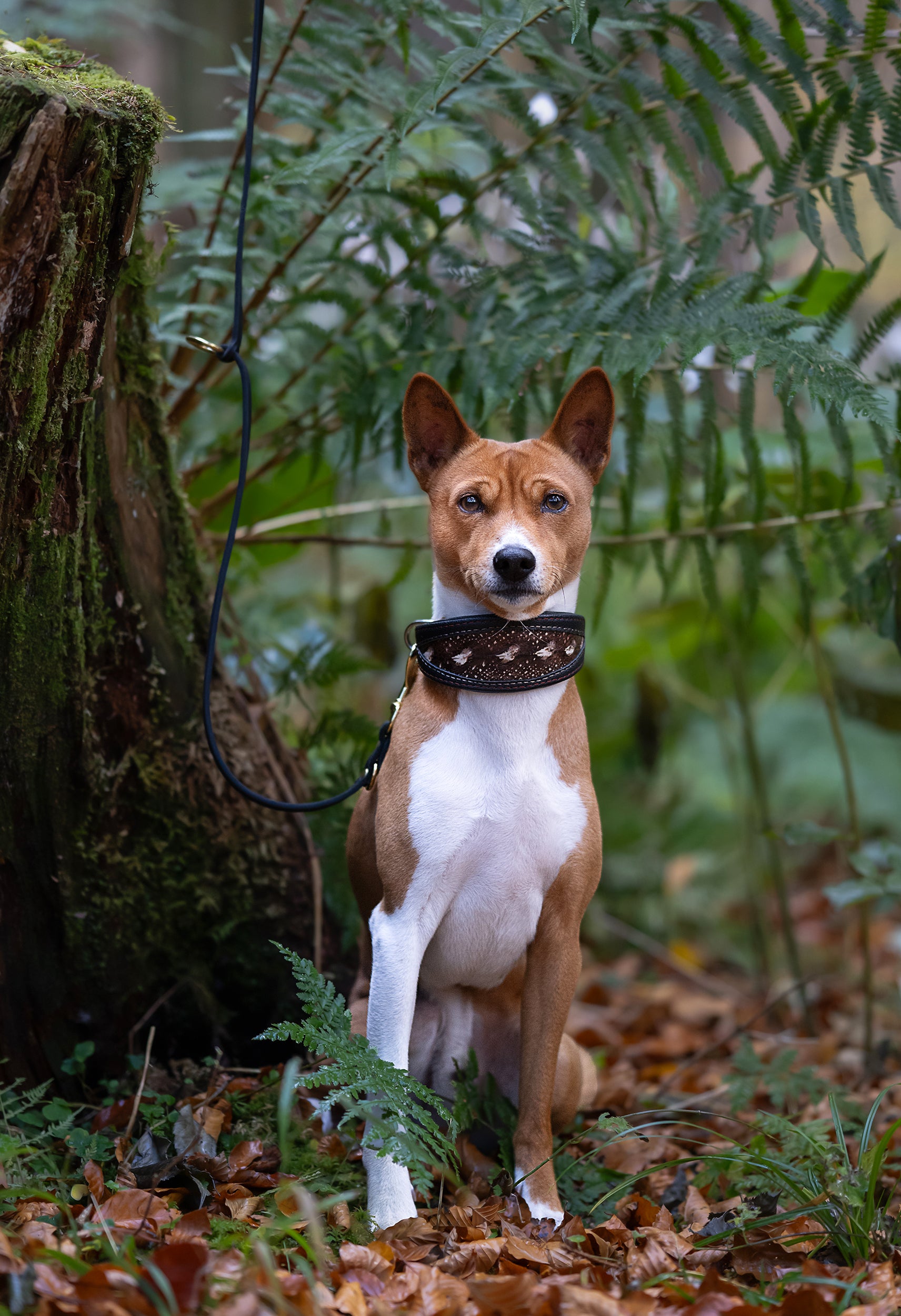 Basenji mit gepolstertem Störlederhalsband aus feinem Leder, handgefertigt