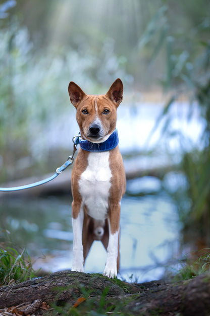Basenji trägt Straußenbeinlederhalsband mit passender Fettlederleine in blau