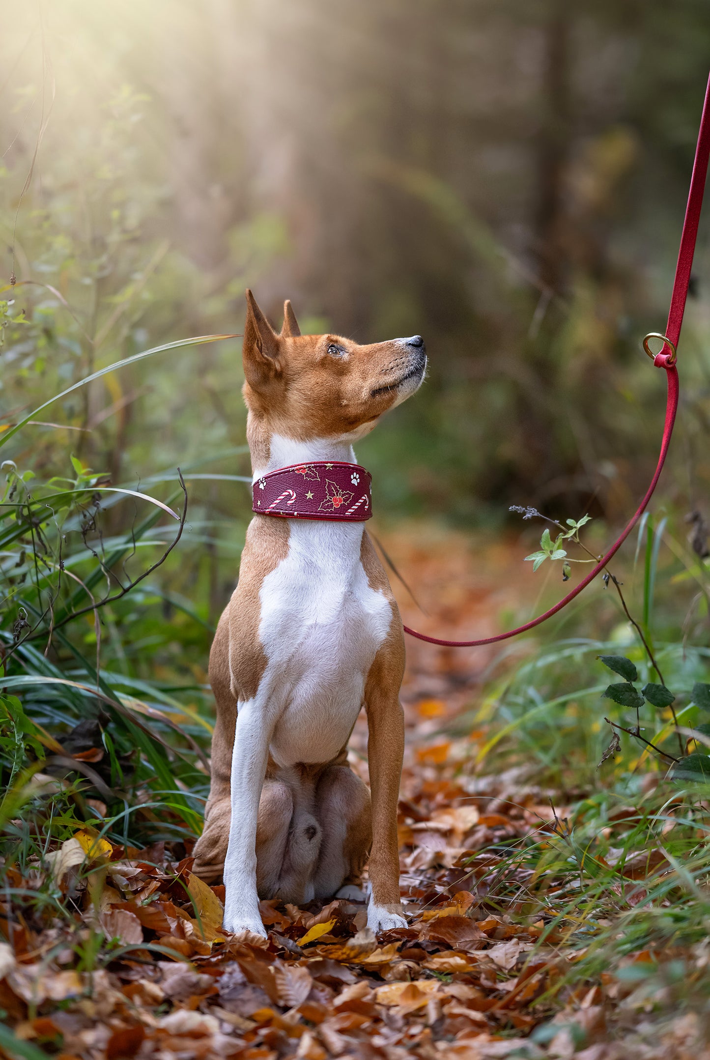 Basenji mit festlichem Lederhalsband der Weihnachtskollektion, weinrote Details und passende rote Leine