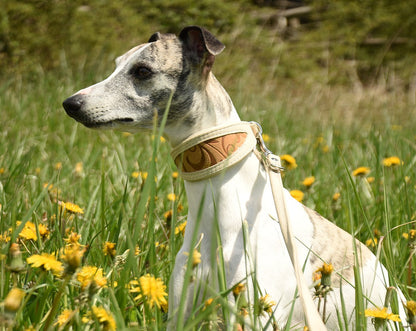 Whippet sitzend mit dem DESERT SAND Windhundhalsband creme mit Wildleder Muster