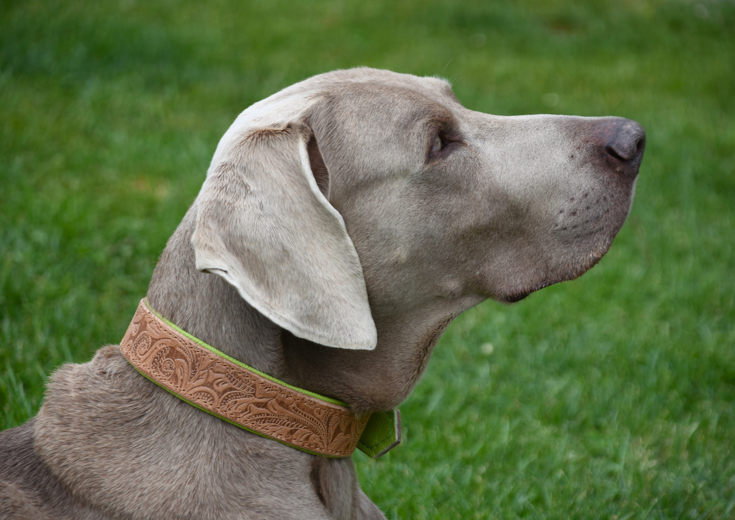 Lederhalsband mit floraler Struktur am Weimaraner