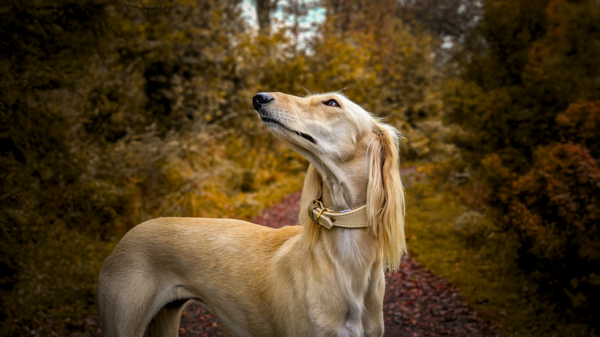 Saluki trägt ein Lederhalsand für Windhunde aus Creme und Brauntöen