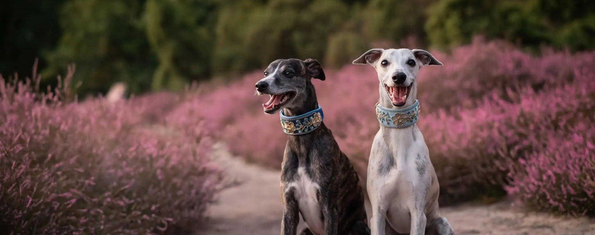 Whippets mit edlen Windhundhalsbändern mit Borte