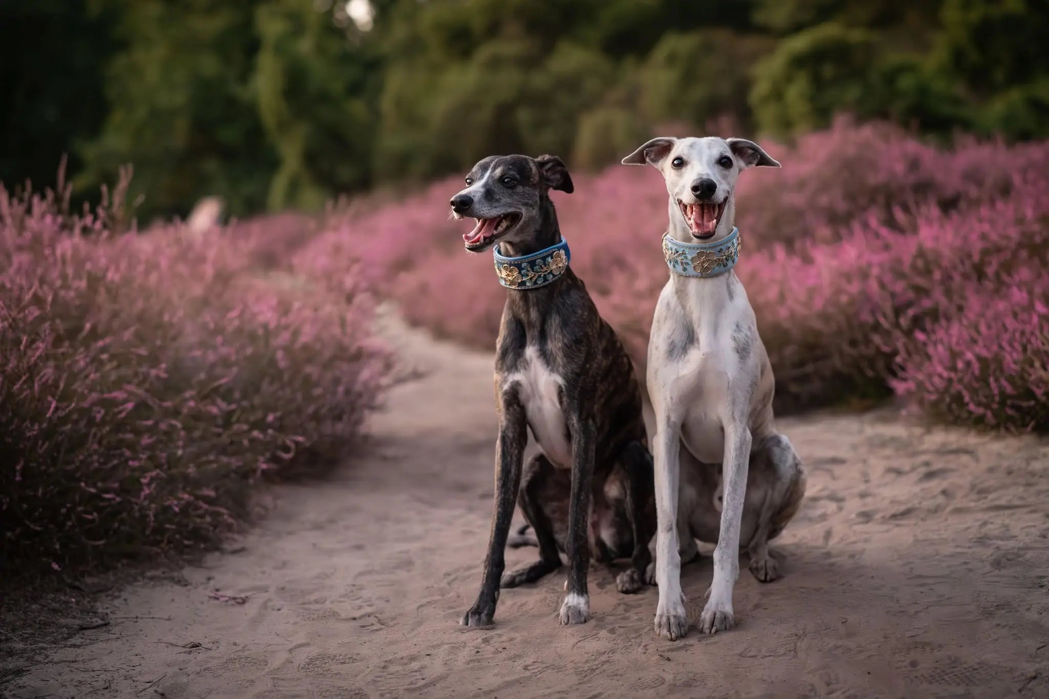 Zwei Whippetrüden tragen Sari Windhundhalsbänder vor einer Heide