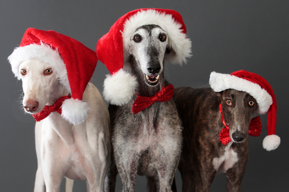 Drei Windhunde im Weihnachten Outfit