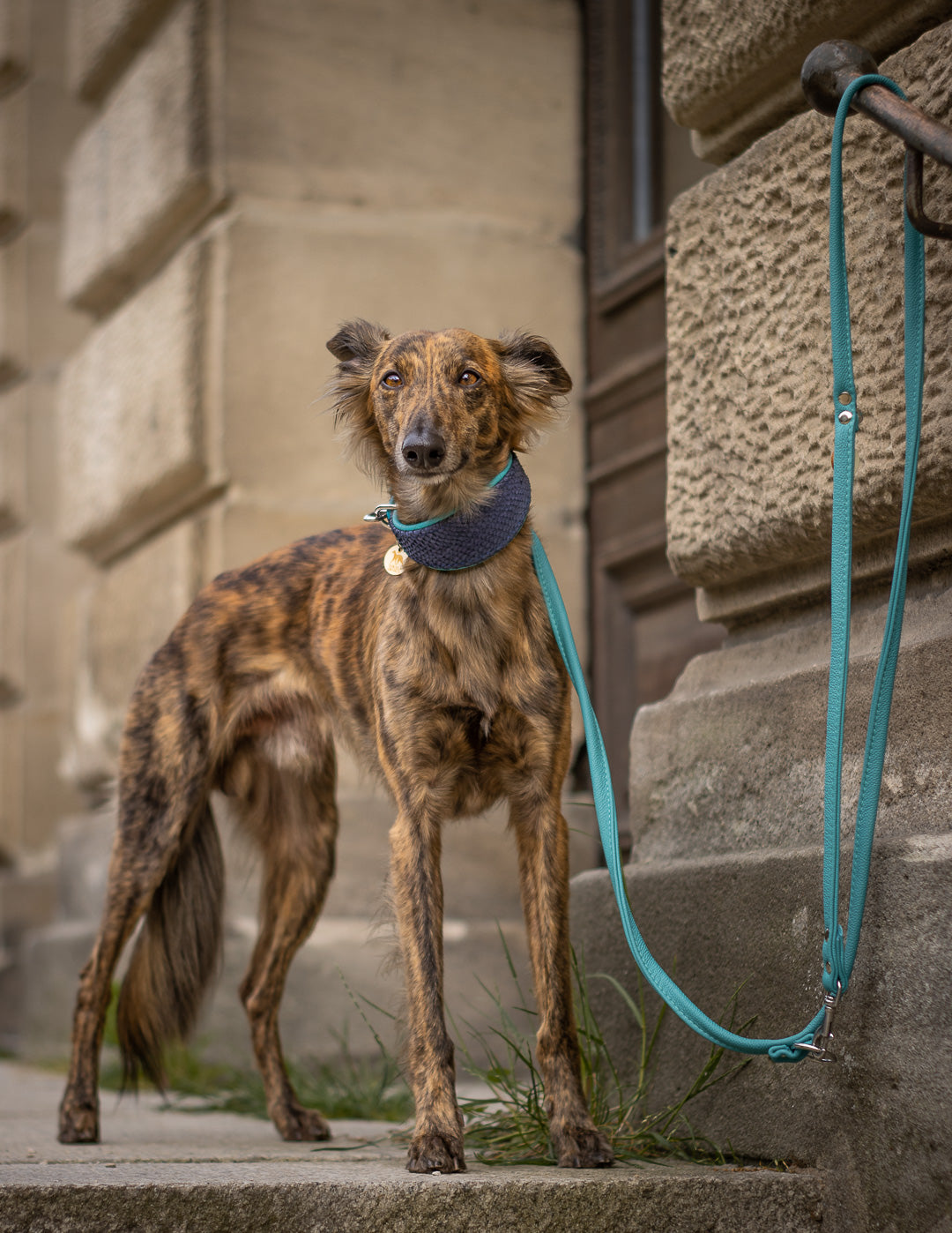 LACHSLEDER Halsband・exklusiv・Windhund